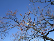 青空に映える咲き初めの冬至梅