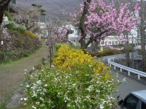 入口近くの「雪柳」「れんぎょう」と梅の花。