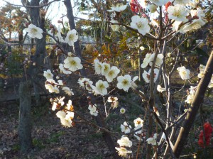 遅咲きの「白加賀」が早くも咲き出しました。