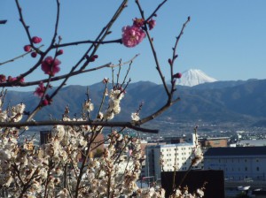 紅白の梅と真っ白な富士山が見られます。
