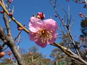 中咲きの「道知辺」も一輪開花しました。