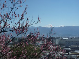 富士山の白と梅の花のコントラスト