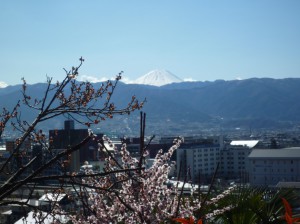 富士山の眺めと梅の花