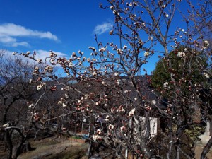 梅の花では最初に咲き出した「雲竜梅」