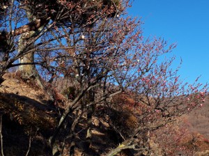 「寒紅梅」も3分咲き以上の木々も。