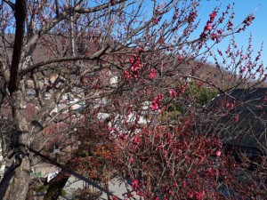 中咲きの「大盃梅」も咲き出しました。