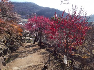 赤が鮮やかな「鹿児島紅梅」「大盃梅」がほぼ満開