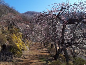 入口付近の「しだれ梅」と「黄梅」