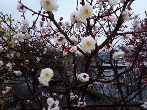 梅 遅咲き 観賞 の 「梅まつり」へ行こう！愛知・岐阜・三重の梅の花が楽しめるおすすめスポット｜ライフデザインズ
