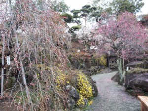 早咲き・中咲き・遅咲きが揃って咲いています。