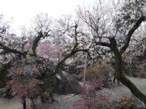 遅咲きの「白加賀」「豊後梅」もきれいに咲き出しています。