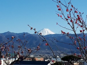 園内からの富士がくっきりです。
