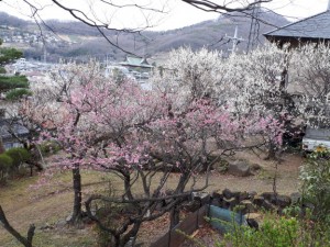 「長生閣｣側も白とピンクで・・・・