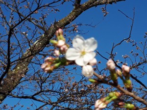 「桜」が開花しています。
