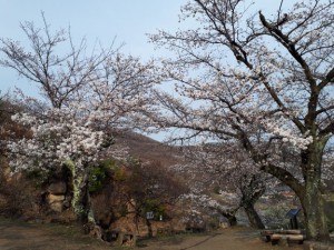 「桜」がまもなく満開。