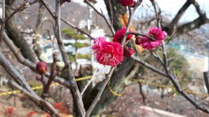 中咲きの「鹿児島紅梅」