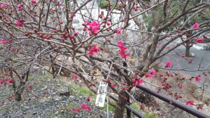 遅咲きの「紅千鳥」も開花