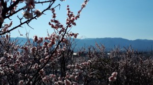 「富士山」の展望