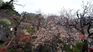 「ぼけ」の花（バラ科）が満開