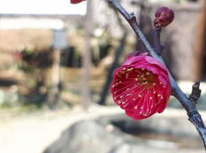 中咲きの「鹿児島紅梅」も一輪