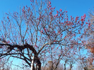 「大盃梅」が3分咲きです。
