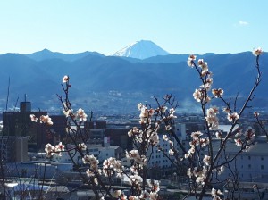 冬至梅と富士