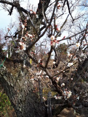 小さな花びらがかわいい「甲州野梅」も5分咲きです。