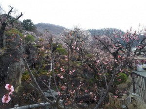 遅咲きの「豊後梅」が8分咲き