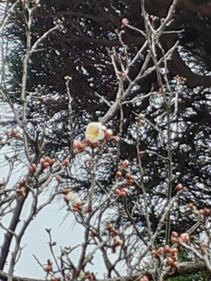 12月14日開花「冬至梅」