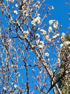 梅天神上の坂道の「冬至梅」はすでに２分咲きです。