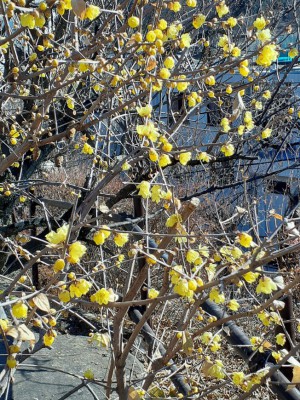 鮮やかな黄色の「ろう梅」