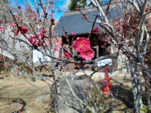 中咲きの「鹿児島紅梅」が咲き出しました。
