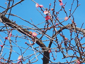 早咲きの「寒紅梅」は園内では１分咲きから５分咲き。