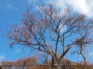 「寒紅梅」は１分咲きから５分咲きまで咲いています。