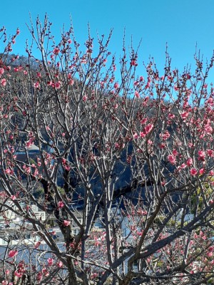 中咲の「大盃梅」がすでに２分咲きに！