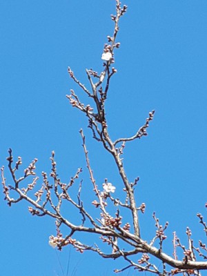 唯一の山梨県産の「甲州野梅」が１輪２輪と開花！