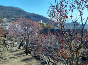 中咲きの「大盃梅」と「鹿児島紅梅」も見頃に。