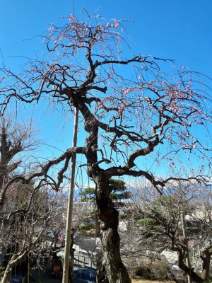 展示室前の「紅梅しだれ」が2分咲きに！