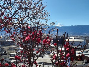 富士山と「鹿児島紅梅」「冬至梅」