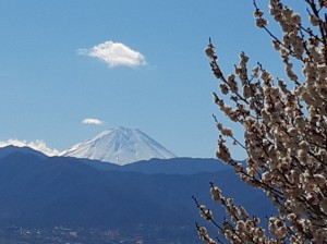 今日も快晴の富士山と「冬至梅」