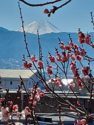 「扇ながし」「寒紅梅」と富士山