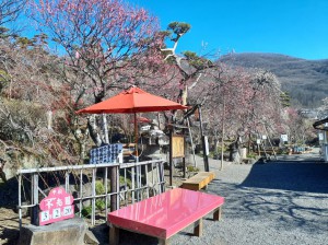 売店前は「日月しだれ」「寒紅梅」「緋の袴」の競演です。