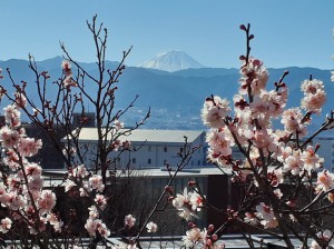 今日も快晴の富士山と「扇ながし」