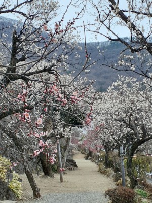 入園口からの順路は梅の花のトンネルです。