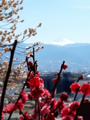 富士山と「鹿児島紅梅」