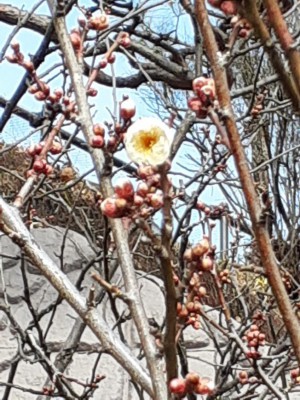 梅天神横の「玉牡丹」が一輪開花！