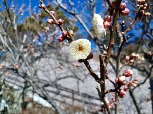 早咲きの「玉牡丹」