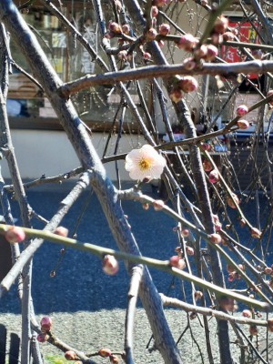 売店前の「しだれ梅」が一輪開花