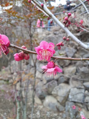 「鹿児島紅梅」も数輪開花