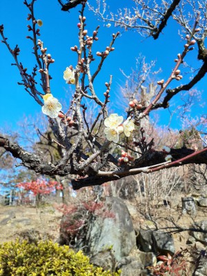 数少ない「甲州野梅」が開花！